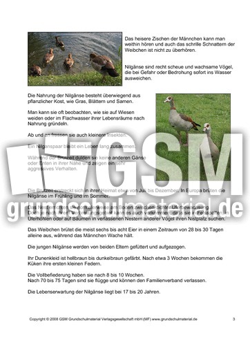 Steckbrief-Nilgans-Seite-3.pdf